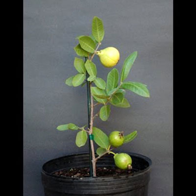 "Guava Tree - Click here to View more details about this Product